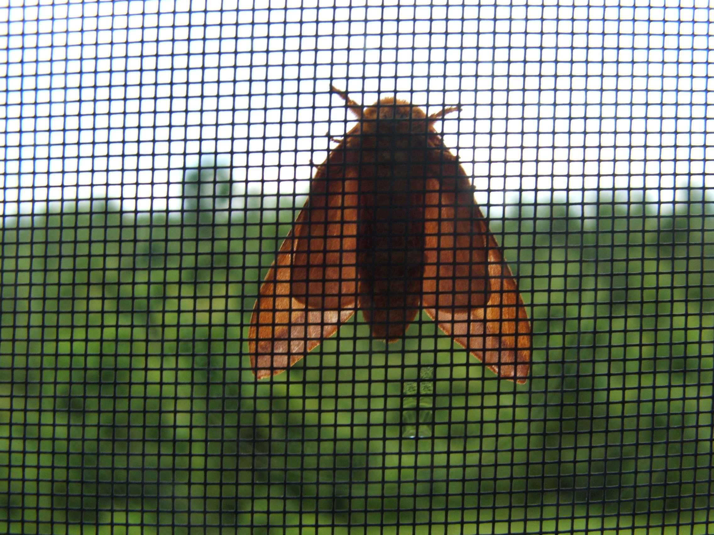 Window Repair Broken Glass Replacement Columbus Michigan